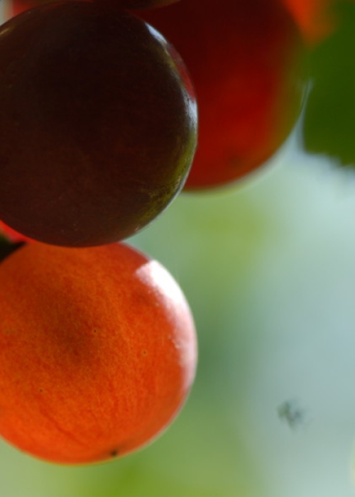 roter Gutedel ANT 0492